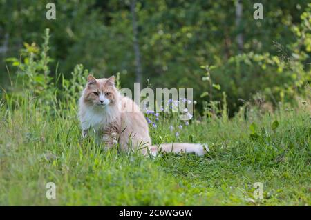 Ein norwegischer Waldkatzenmännchen, der im Abendlicht im hohen Gras sitzt Stockfoto