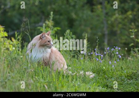 Ein norwegischer Waldkatzenmännchen, der im Abendlicht im hohen Gras sitzt Stockfoto