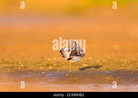 Niedlicher kleiner Vogel. Gelber Sandhintergrund. Vogel: Gemeiner Ringelpfeifer. Charadrius hiaticula. Stockfoto