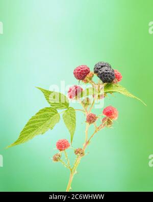 Frische schwarze Himbeeren vor einem unbelichteten grünen Hintergrund fotografiert. Stockfoto