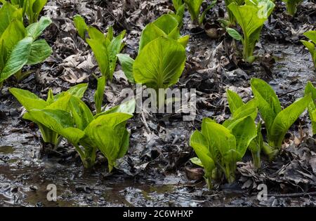 Eastern Skunk Cabbage (Symplocarpus foetidus); Spring; E USA; von Bruce Montagne/Dembinsky Photo Assoc Stockfoto