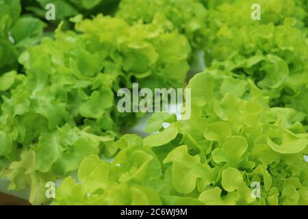 Lebendige grüne Oak Leaf Salate wachsen in hydroponischen Behältern im Haus's Backyard Stockfoto
