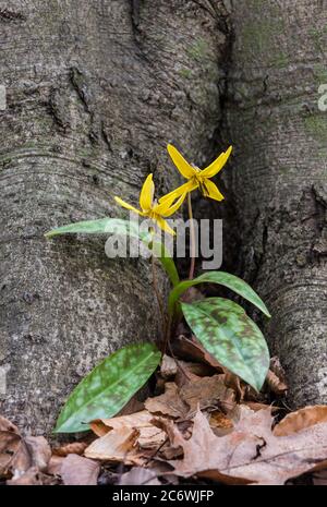 Gelbe Troutlilly (Erythronium americanum), Frühlingswildblumen, E USA, von Bruce Montagne/Dembinsky Photo Assoc Stockfoto