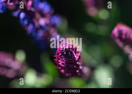 Salvia Blumen, lila und violette Waldsalbei blüht im Sommergarten, verschwommener floraler Hintergrund mit selektivem Fokus und Licht und Schatten Co Stockfoto