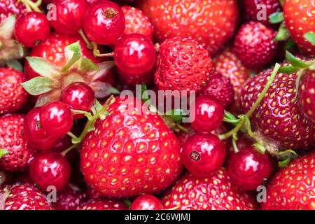 Rote Beeren voller Rahmen Frucht Hintergrund Textur mit Nahaufnahme von reifen und saftigen Erdbeeren, wilde Erdbeeren und rote Johannisbeeren Stockfoto