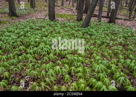 Mayapple (Podophyllum peltatum), Spring, E Laubwald, E USA, von Bruce Montagne/Dembinsky Photo Assoc Stockfoto