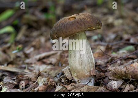 Essbarer Pilz Leccinum pseudoscabrum in einem Laubwald. Bekannt als Hazel Bolete. Wild essbare Pilz mit braunen Tasse, wächst in den Blättern. Stockfoto