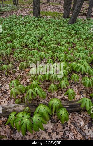 Mayapple (Podophyllum peltatum), Spring, E Laubwald, E USA, von Bruce Montagne/Dembinsky Photo Assoc Stockfoto