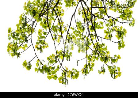 Östlicher Cottonwood Tree (Populus deltoides) , Frühsommer, E USA, von Bruce Montagne/Dembinsky Photo Assoc Stockfoto