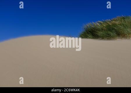 Sandige holländische Dünen mit strahlend blauem Himmel, Zaun und Marrammgras an einem sonnigen Tag in der Nähe von Bloemendaal Stockfoto