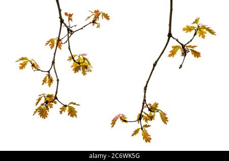 White Oak (Quercus alba), Spring, E USA, von Bruce Montagne/Dembinsky Photo Assoc Stockfoto