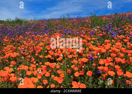 Poppy Flowers, Malibu Creek State Park.Los Angeles, Kalifornien, USA Stockfoto