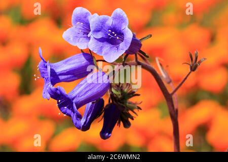 California Bluebells, Malibu Creek State Park, Los Angeles, Kalifornien, USA Stockfoto