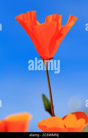 Poppy Flowers, Malibu Creek State Park, Los Angeles, Kalifornien, USA Stockfoto