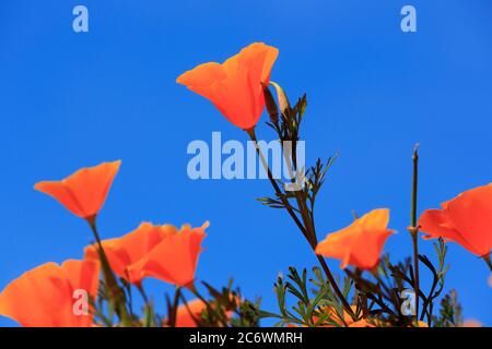 Poppy Flowers, Malibu Creek State Park, Los Angeles, Kalifornien, USA Stockfoto