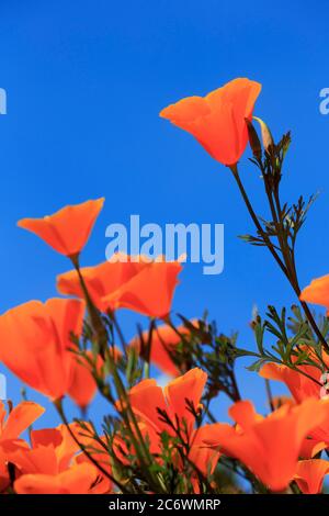 Poppy Flowers, Malibu Creek State Park, Los Angeles, Kalifornien, USA Stockfoto