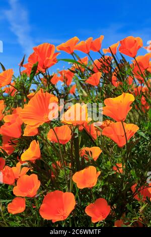 Poppy Flowers, Malibu Creek State Park, Los Angeles, Kalifornien, USA Stockfoto