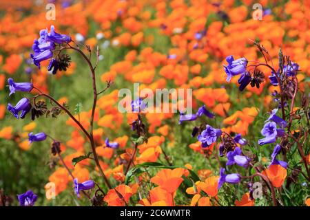 California Bluebells, Malibu Creek State Park, Los Angeles, Kalifornien, USA Stockfoto