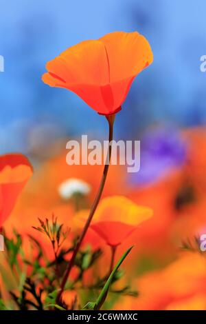 Poppy Flowers, Malibu Creek State Park, Los Angeles, Kalifornien, USA Stockfoto