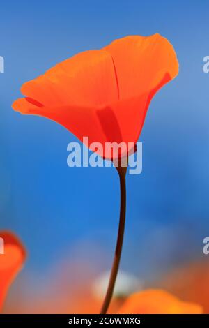 Poppy Flowers, Malibu Creek State Park, Los Angeles, Kalifornien, USA Stockfoto