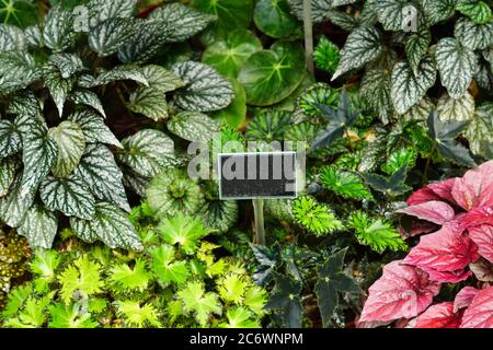 Verschiedene Arten von Begonia Blumen mit imitierten Teller. Stockfoto