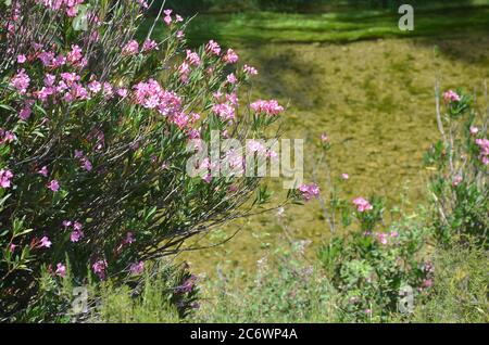 Nerium (Nerium Oleander) am Ufer des Palancia Flusses, einem mediterranen Gebirgsfluss in der Region Valencia, Ostspanien Stockfoto