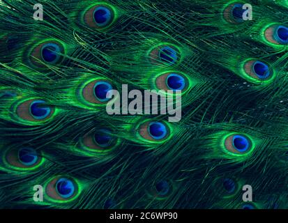 Pfauenfedern Green Dot Pattern blauer Hintergrund Stockfoto