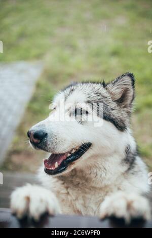 Flauschige shaggy Hund Alaskan Malamute - nettes Gesicht mit Zunge aus Stockfoto