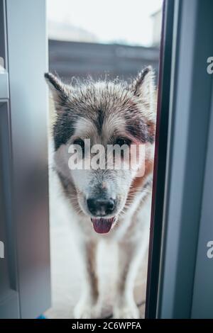 Der flauschige, zottelige Hund Alaskan Malamute wurde im Regen nass und geht in die Brechstange zum Aufwärmen - ein süßes Gesicht an der Tür Stockfoto