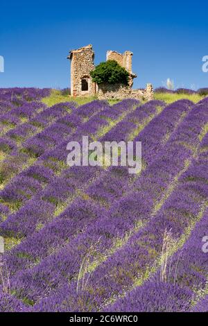 Lavendelfelder der Provence im Sommer mit altem Schuppen. Valensole Plateau, Alpes-de-Haute-Provence, Europäische Alpen, Frankreich Stockfoto