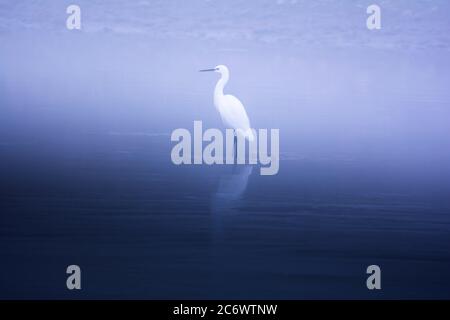 Silberreiher im Nebel Stockfoto