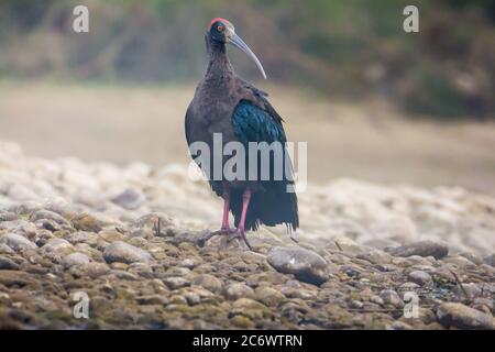 Der rotnapierte Ibis Stockfoto