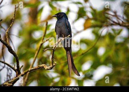 Schwarzer Drongo Vogel auf dem Ast Stockfoto