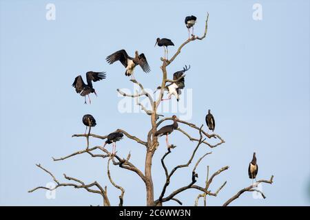 Eine Gruppe von Schwarzstörchen auf einem toten Baumzweig sitzen Stockfoto