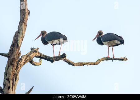 Zwei schwarze Störche sitzen auf einem toten Baumzweig Stockfoto