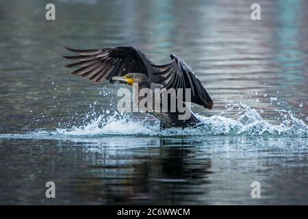 Nahaufnahme von Great Cormorant, beginnt an der Seeoberfläche, umgeben von spritzenden Wassertröpfchen im vorderen Licht mit einem Detail auf dem grünen shinin Stockfoto