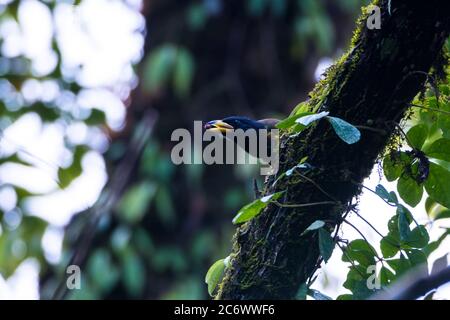 Er schöne kleine niedliche große Barbet auf dem Ast und essen Obst im grünen Wald und verschwimmen grünen Wald Hintergrund Stockfoto