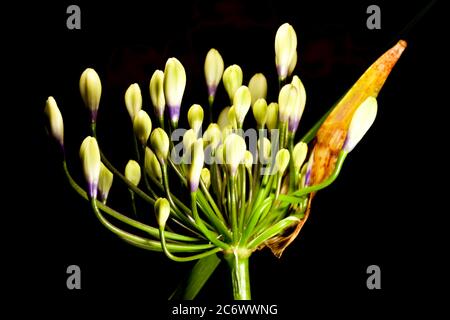 Agapanthus Twister Stockfoto