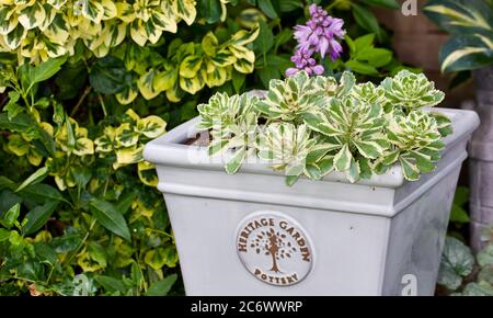 Sedum takesimense Atlantis Stockfoto