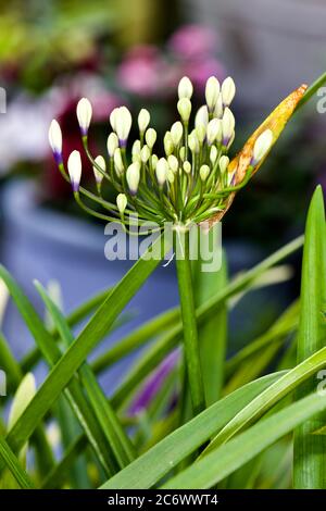 Agapanthus Twister Stockfoto