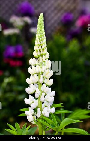 Atemberaubende weiße Lupine Stockfoto