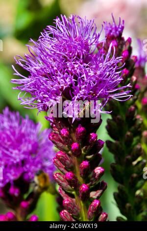 Liatris spicata 'Kobold' schwule Feder Stockfoto