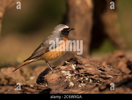 Männliche Redstart Stockfoto