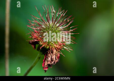 Geum, Avene 'Blazing Sunset' Blumen sterben Stockfoto
