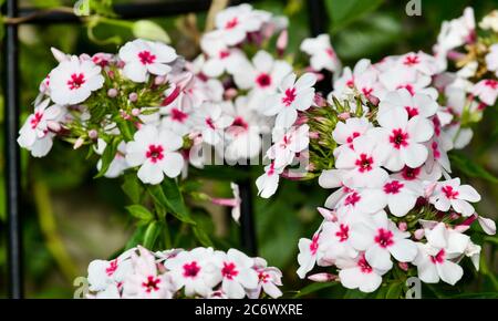 Phlox paniculata 'Weiße Auge Flame' Stockfoto