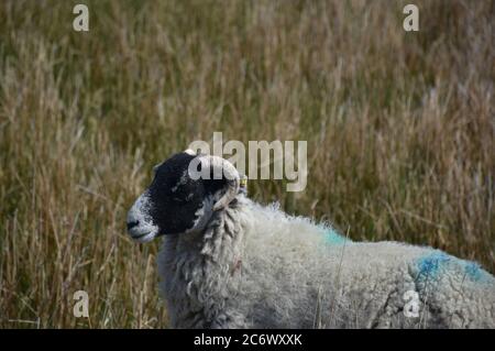 Wunderschöne swaledale Schafprofil in sehr hohen Gras in England. Stockfoto