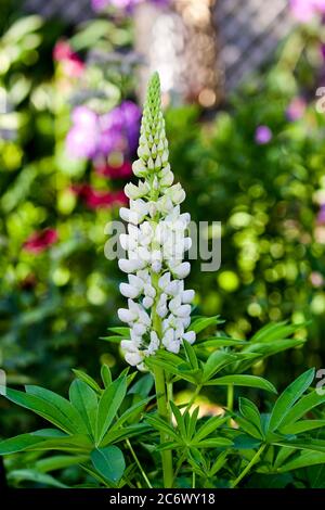 Atemberaubende weiße Lupine Stockfoto