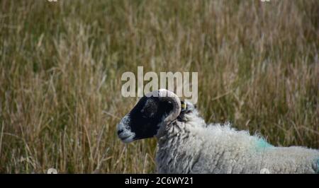 Swaledale Schafprofil Weiden in der hohen Gras. Stockfoto