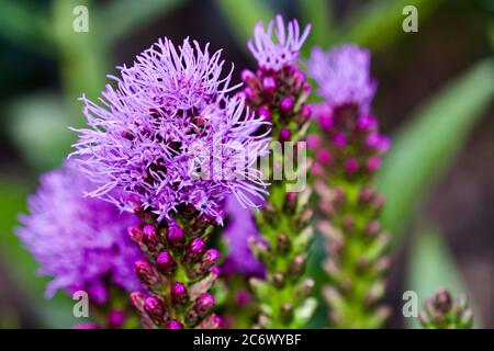 Liatris spicata 'Kobold' schwule Feder Stockfoto