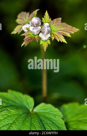 Japanische Anemone Blütenknospen Stockfoto